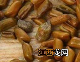 决明子和黄荆子哪个好 决明子和黄荆子哪个好喝