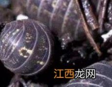 西瓜虫吃什么 西瓜虫吃什么食物养它的视频