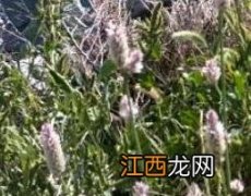 山甘草的功效与作用 山甘草的功效与作用及禁忌