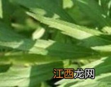 小飞蓬的功效与作用禁忌 小飞蓬的功效与作用