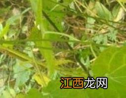 隔山消的功效与作用及药用价值 隔山消的功效与作用性味归经