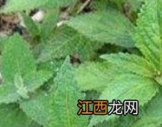 散瘀草的功效与作用与禁忌 散瘀草的功效与作用