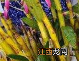 金钗石斛的种植技巧 金钗石斛的种植技巧和管理