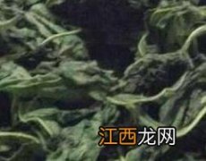 南非叶的功效与作用及食用方法玉米须 南非叶的功效与作用及食用方法