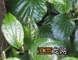 蒌叶的功效与作用及常见用法禁忌 蒌叶的功效与作用及常见用法