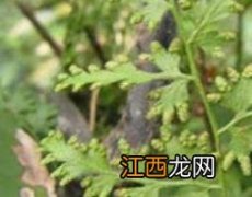 海金沙的功效与用途 海金沙的功效与作用及食用方法