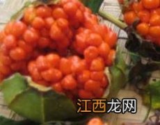 虫蝼的功效与作用 虫蝼的副作用