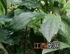 重楼如何食用 重楼如何食用效果好