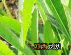 青活麻的功效与作用及食用方法 青活麻的功效与作用及食用方法禁忌