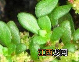 大叶金花草的功效与作用 小叶金花草的功效与作用及药用价值