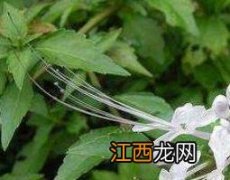 猫须草的营养价值与功效 猫须草的营养价值