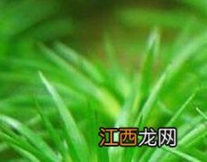 谷精草的功效与作用及食用方法图片 谷精草的功效与作用及食用方法