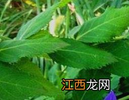 桔梗的药用价值和功效 桔梗的功效与作用及药用价值