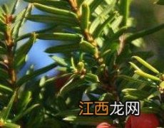 红豆杉根正确食用方法 红豆杉根正确食用方法