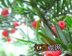 红豆杉泡水服用方法 红豆杉泡水服用方法和用量