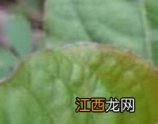 牡蛎参草的功效与作用及禁忌 牡蛎参草的功效与作用