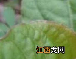 牡蛎参草的功效与作用及禁忌 牡蛎参草的功效与作用