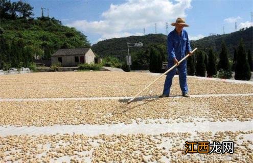 花生带壳播种好还是剥壳播种好 种花生需不需要剥壳