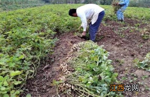 花生带壳播种好还是剥壳播种好 种花生需不需要剥壳