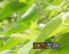 白背叶的功效与作用 白背叶根的功效与作用