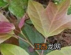 半枫荷的功效与作用图片 半枫荷的功效与作用