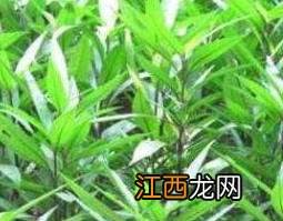 小驳骨的功效与作用 小驳骨的功效与作用及禁忌