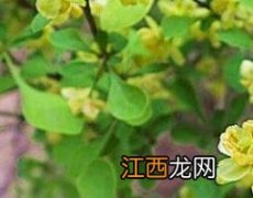 豪猪刺的功效与作用及药用价值