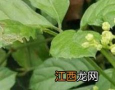 五爪龙的功效与作用及食用方法 五爪龙的功效与作用及食用方法_好豆食材百科