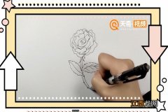 月季花简笔画 月季花简笔画 彩色