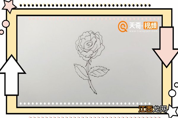 月季花简笔画 月季花简笔画 彩色