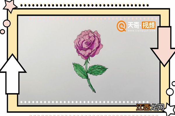 月季花简笔画 月季花简笔画 彩色