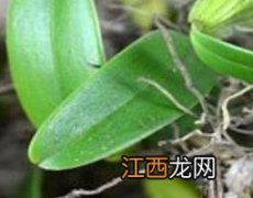 石橄榄的功效与作用及药用价值 石橄榄的主要功效