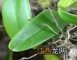 石橄榄的功效与作用及药用价值 石橄榄的主要功效