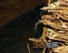 牛奶根的功效与禁忌 牛奶根的功效与禁忌,牛奶根的食用方法