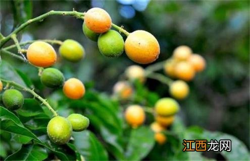 农村水果种植面对的难题 种植水果会减少人们对什么的需求