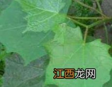 八角枫叶的功效与作用及药用价值 八角枫功效与作用点的功效