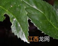 九节风的功效与主治作用 九节风的功效与作用及药用价值