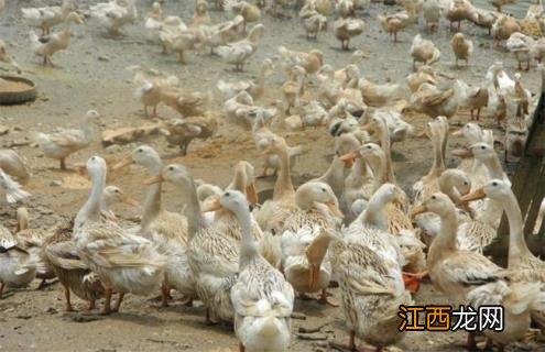 养500只鸭子利润多少 养鸭500只成本和利润