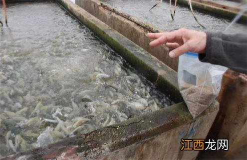养殖一亩罗非鱼成本多少 养一万条罗非鱼大概投入多少钱