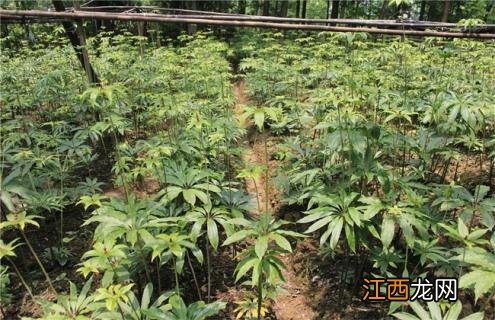 种植一亩重楼成本多少 重楼的种植成本