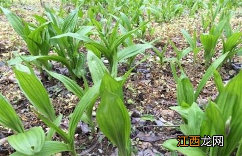 种植白芨一亩要多少钱 种10亩白芨的补贴