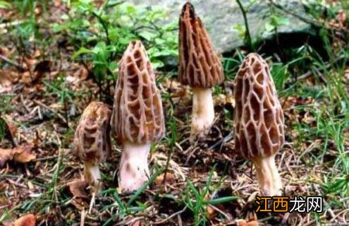 羊肚菌一亩成本多少 种植10亩羊肚菌成本