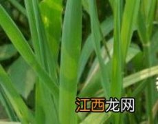 虾子草的功效与作用及药用价值禁忌 虾子草的功效与作用及药用价值