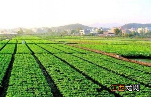 农业模式发展趋势 特色农业发展模式