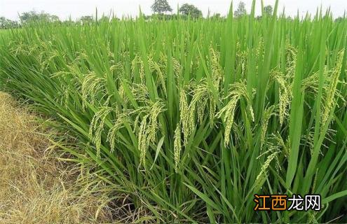 春季适合种植什么农作物 小学生ppt 春季适合种植什么农作物