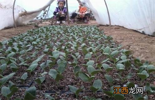 西葫芦定植后多久需要浇水 西葫芦定植后怎么管理