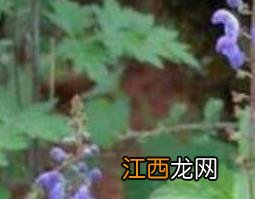 黄芩叶子的功效与作用是什么 黄芩叶子的功效与作用