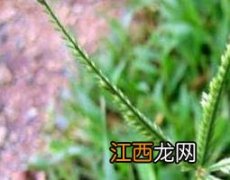 牛筋草怎么泡水喝 牛筋草泡水喝有什么功效和作用呢