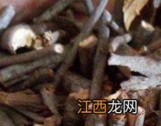 分心木加桑寄生泡水喝的功效 桑寄生泡水喝的功效