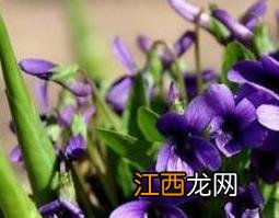 紫花地丁的功效与作用及药用价值图片 紫花地丁的功效与作用及药用价值